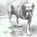 Alice In Chains Alice In Chains