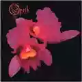 Opeth Orchid