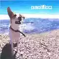 Pacifico Pacifico