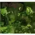 Dead Meadow Feathers