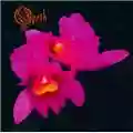 Opeth Orchid