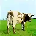 Pink Floyd Atom Heart Mother