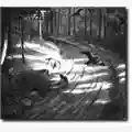 Burzum Hvis Lyset Tar Oss