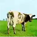 Pink Floyd Atom Heart Mother