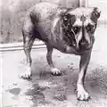 Alice In Chains Alice In Chains