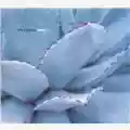 Mika Vainio Onko