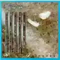 Kajagoogoo White Feathers