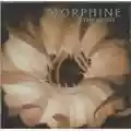 Morphine The Night