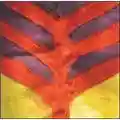 Yeah Yeah Yeahs Show Your Bones