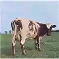 Pink Floyd Atom Heart Mother