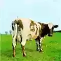 Pink Floyd Atom Heart Mother