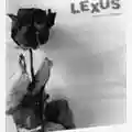 Lexus Petali Di Piombo