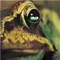 Toad Toad