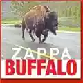 Frank Zappa Buffalo