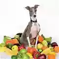 Shellac Excellent Italian Greyhound