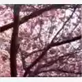 Current 93 Hypnagogue I / Hypnagogue II