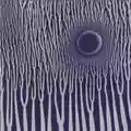 Sunn O))) The Grimmrobe Demos