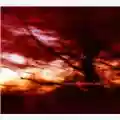 Colour Haze Ewige Blumenkraft