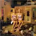 Catherine Wheel Like Cats And Dogs