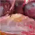 Flaccid Clitoris Lymphangitic Carcinomatosis (Demo 2008)