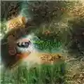 Pink Floyd A Saucerful of Secrets