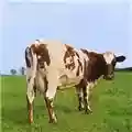 Pink Floyd Atom Heart Mother
