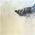 Mark Templeton Standing on a Hummingbird