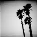 The Twilight Singers Blackberry Belle