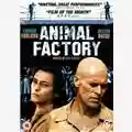 Steve Buscemi Animal Factory