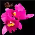 Opeth Orchid