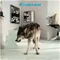 Grinderman Grinderman 2