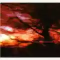 Colour Haze Ewige Blumenkraft