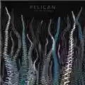 Pelican City Of Echoes
