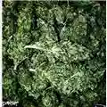 Dopefight Buds
