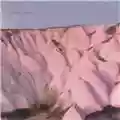 Autechre Amber