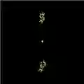 Shabazz Palaces Black Up