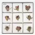Arco Yield