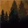 If These Trees Could Talk Above the Earth, Below the Sky