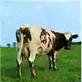 Pink Floyd Atom Heart Mother