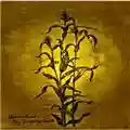 Woven Hand The Laughing Stalk