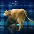A92 Milking a cow