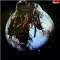 Drosselbart Drosselbart