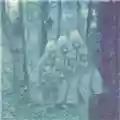 Be Forest Cold