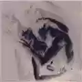 Hide Vincent Imperfection
