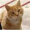 Felis silvetris catus gatto domestico