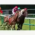 RIBALDO Armando er cavallaro