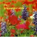 Lilys In the Presence of Nothing