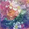 The Stargazer Lilies We Are The Dreamers