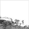Timber Timbre Hot Dreams