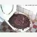 Defecatemi In Gola Ho Voglia Di Ingurgitare Merda